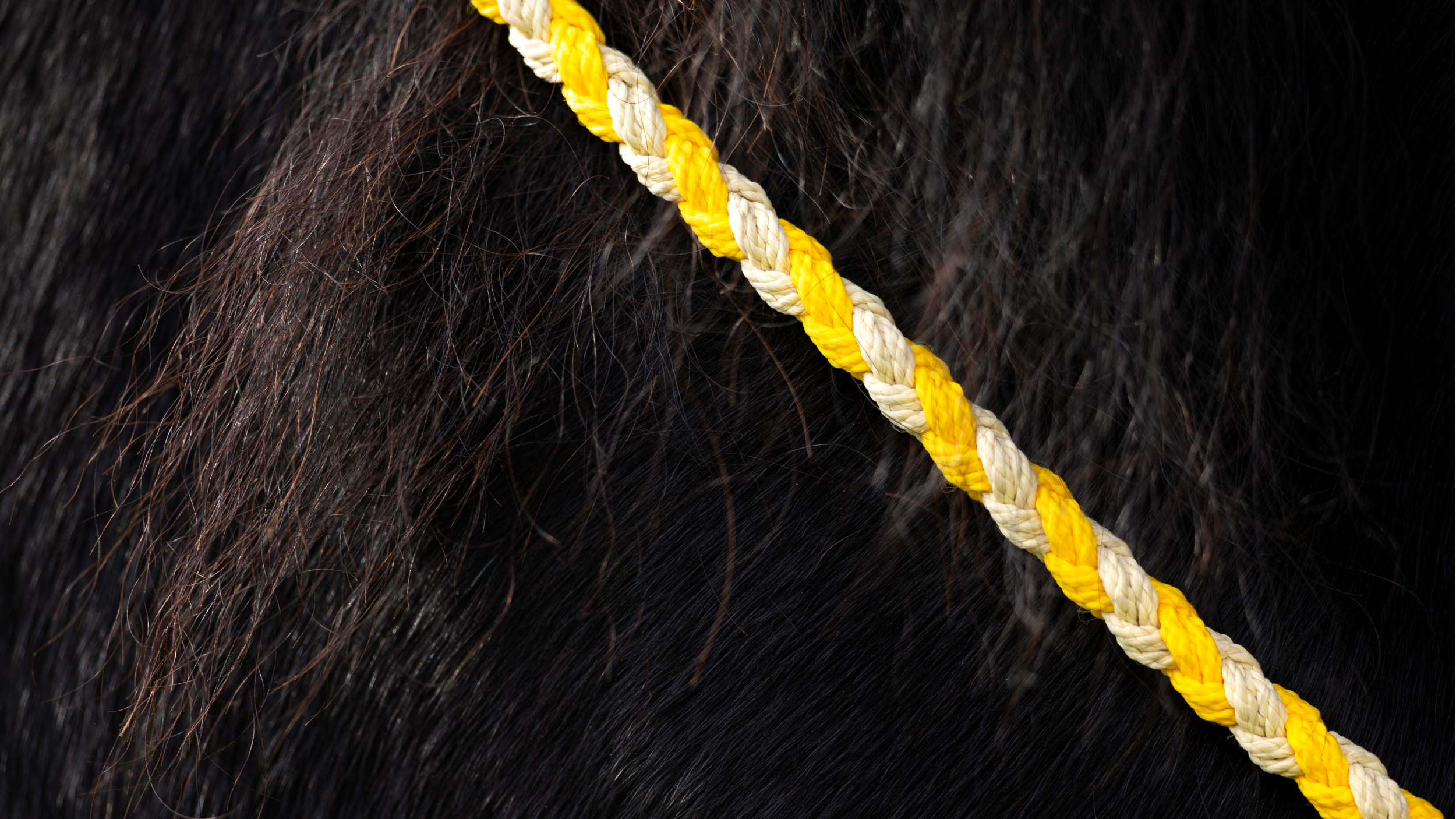 tjalda_führstrick_handmade_power_of_the_herd_sun3