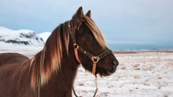 My mystery horse Kooperation