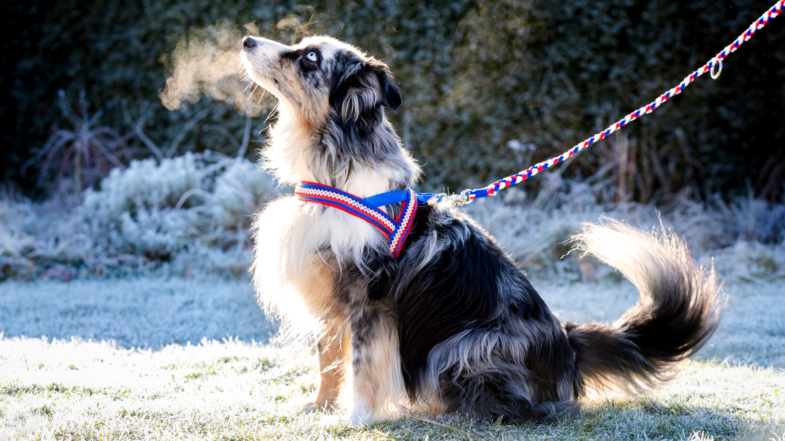 tjalda_norwegergeschirr_hunde_Islandpferd_Lopa_love_2_island2