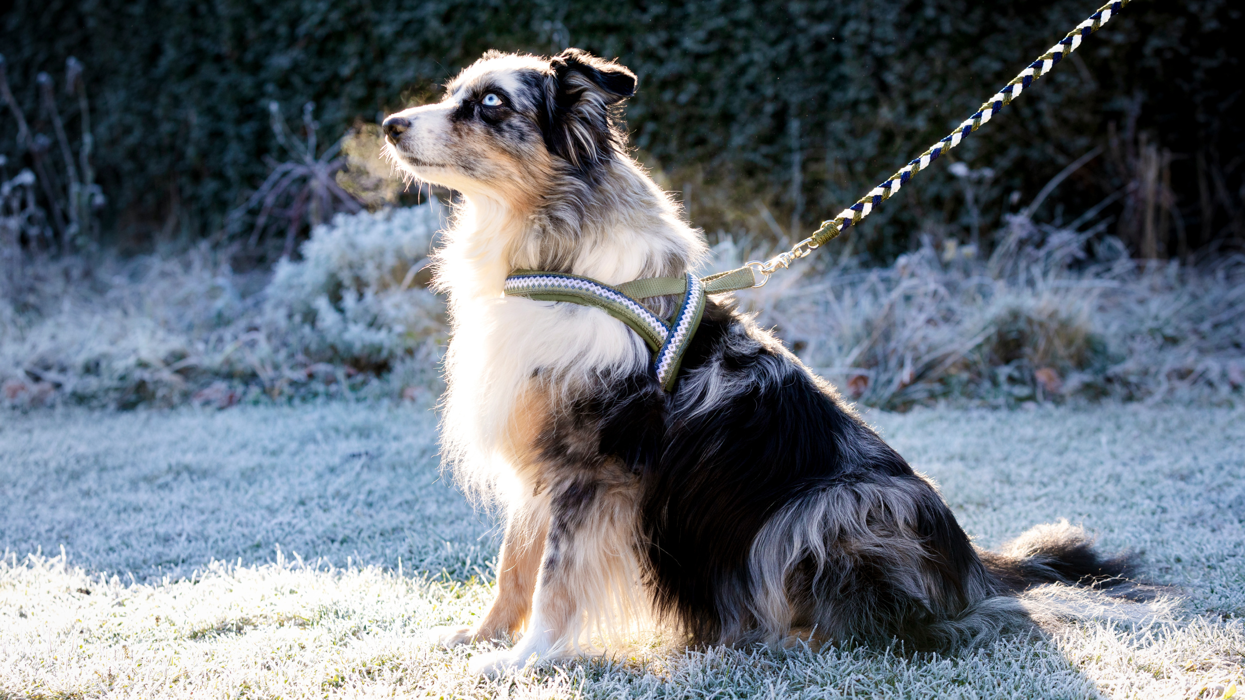 tjalda_norwegergeschirr_hunde_Islandpferd_Lopa_love_2_olive1