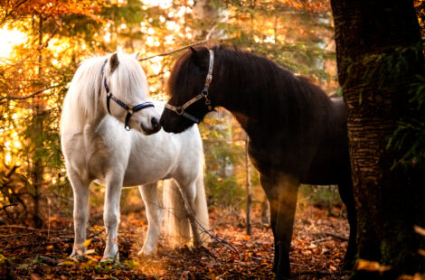 Neues Design: Yin & Yang Pegasus und Friedenshengst