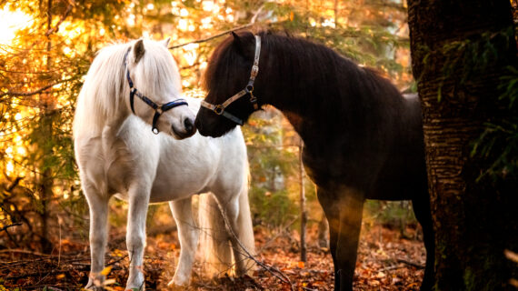Neues Design: Yin & Yang Pegasus und Friedenshengst